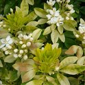 Choisya ternata 'Sundance' P18 P21 (3)